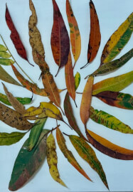 Nature Journaling Workshop