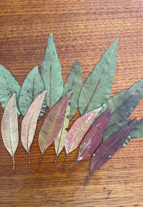 Nature Printmaking Workshop