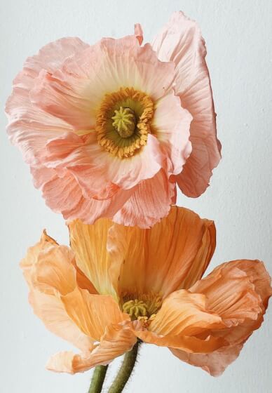 Naturopathic Healing Essences Workshop