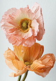 Naturopathic Healing Essences Workshop