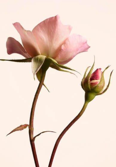 Naturopathic Healing Essences Workshop