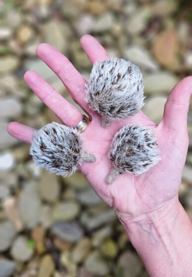 Needle Felted Echidna Workshop