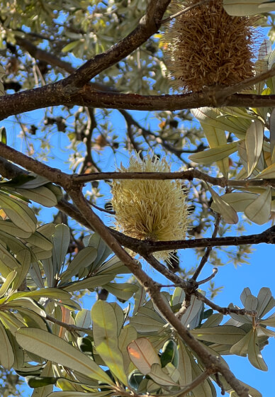 Oceanfront Yoga - for Everyday Functional Mobility