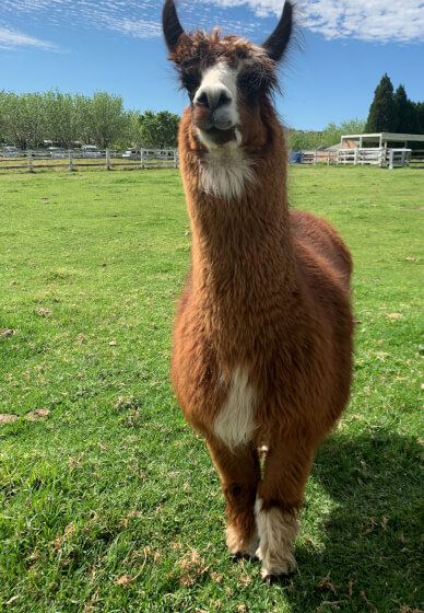 Paint and Pat a Llama Class