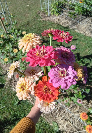 Paint and Pick: Watercolour Workshop in the Flower Field
