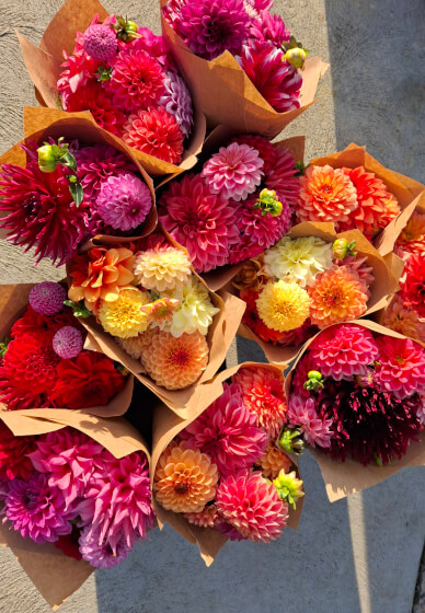 Paint, Pot and Petals Workshop