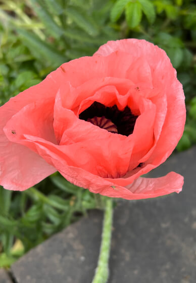 Painting Your Garden and Flowers Reimagined Masterclass