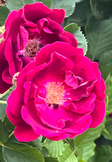 Painting Your Garden and Flowers Reimagined Masterclass