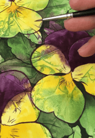 Pansies in Watercolour: Botanical Illustration Workshop