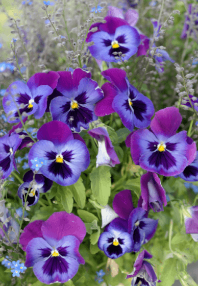 Pansies in Watercolour: Botanical Illustration Workshop