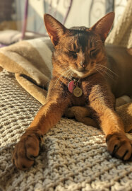 Pendant Workshop: Custom Tags for You and Your Pet