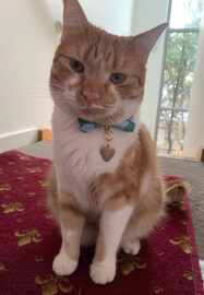 Pendant Workshop: Custom Tags for You and Your Pet