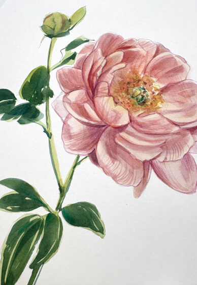 Peony Watercolour Painting Class