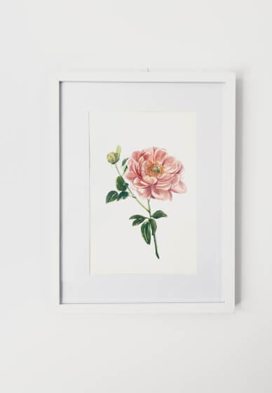 Peony Watercolour Painting Class