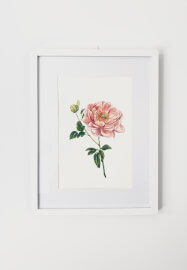 Peony Watercolour Painting Class