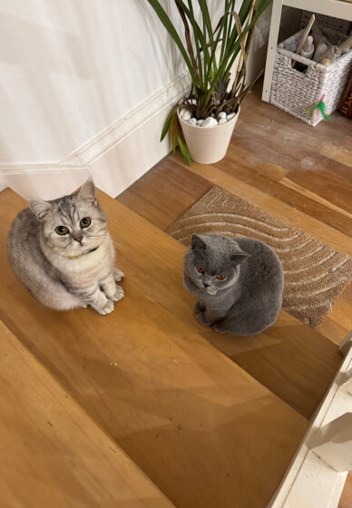 Pet Sculpture Portrait in Clay Workshop