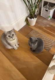 Pet Sculpture Portrait in Clay Workshop