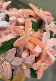 Pipe Cleaner Flower Workshop