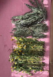 Planetary Herbs Workshop: Craft Your Own Astrological Ointment
