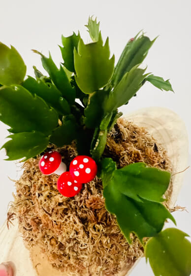 Plant Mounting Workshop