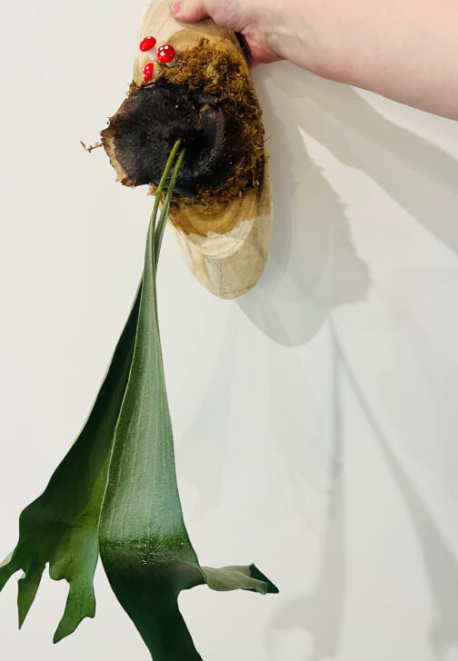 Plant Mounting Workshop