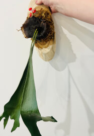 Plant Mounting Workshop