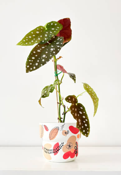 Plant Pot Painting Workshop