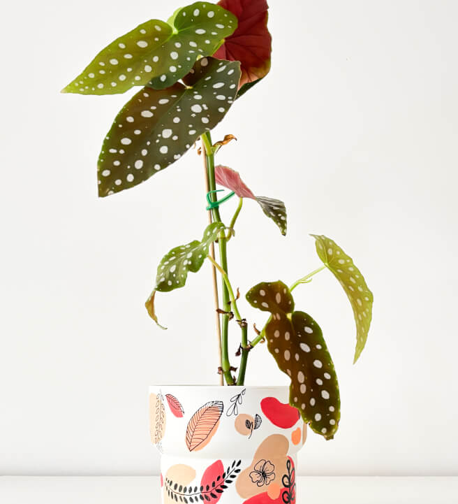 Plant Pot Painting Workshop