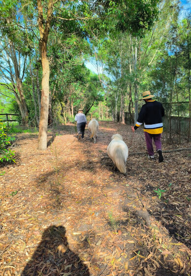 Pony Friendship Workshop