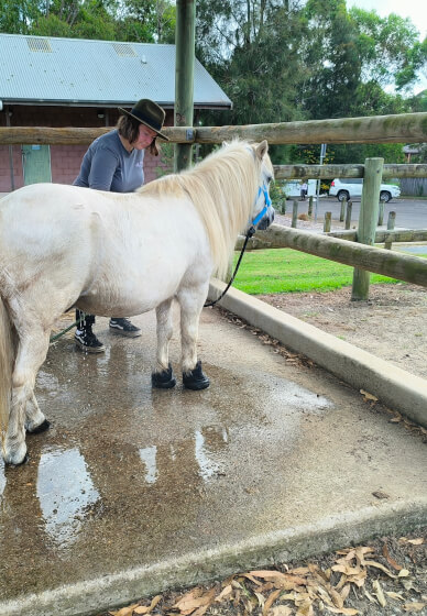 Pony Friendship Workshop
