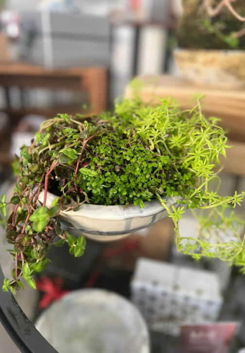 Pottery and Kokedama Course: Koko Pots