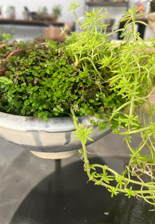 Pottery and Kokedama Course: Koko Pots