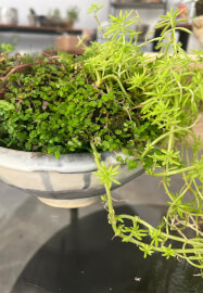 Pottery and Kokedama Course: Koko Pots