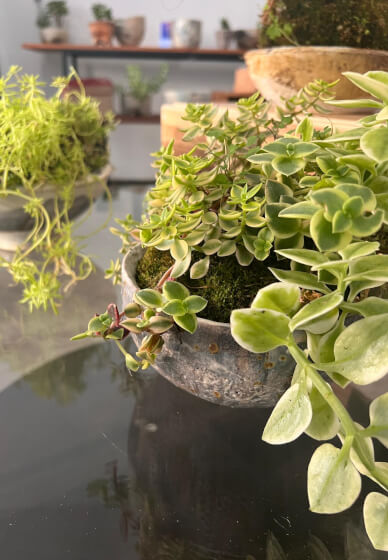 Pottery and Kokedama Course: Koko Pots