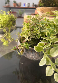 Pottery and Kokedama Course: Koko Pots