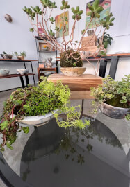 Pottery and Kokedama Course: Koko Pots