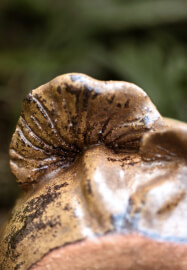Pottery Hand-building Workshop: Make a Mushroom Mug