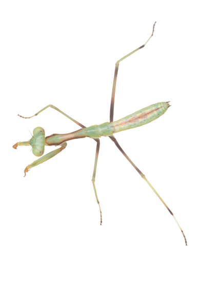 Praying Mantis and Bioactive Enclosure Workshop