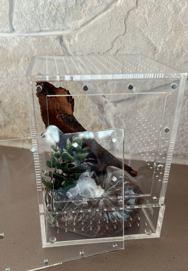 Praying Mantis and Bioactive Enclosure Workshop