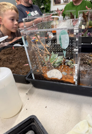 Praying Mantis and Bioactive Enclosure Workshop