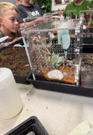 Praying Mantis and Bioactive Enclosure Workshop