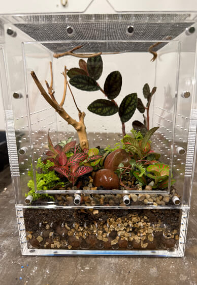 Praying Mantis and Bioactive Enclosure Workshop