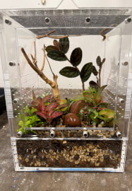 Praying Mantis and Bioactive Enclosure Workshop