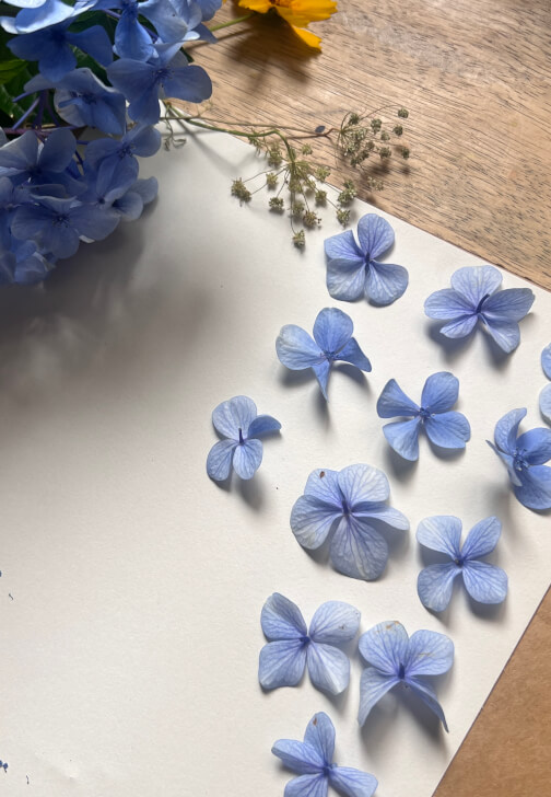 Pressed Botanicals Workshop