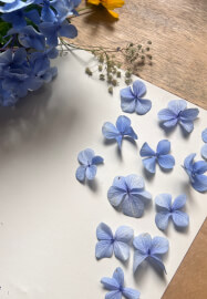 Pressed Botanicals Workshop