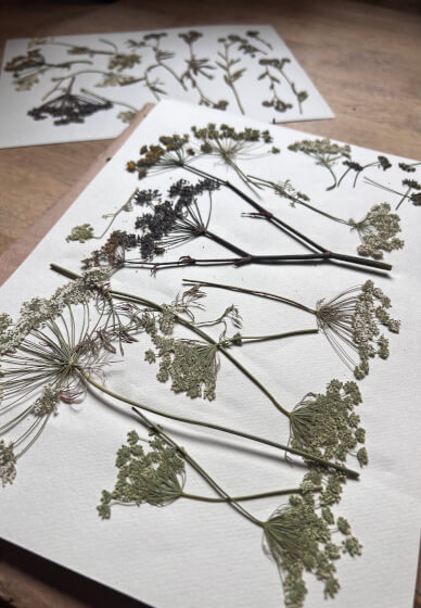Pressed Botanicals Workshop