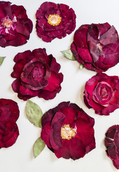 Pressed Flower Workshop – the Art of Flower Preservation