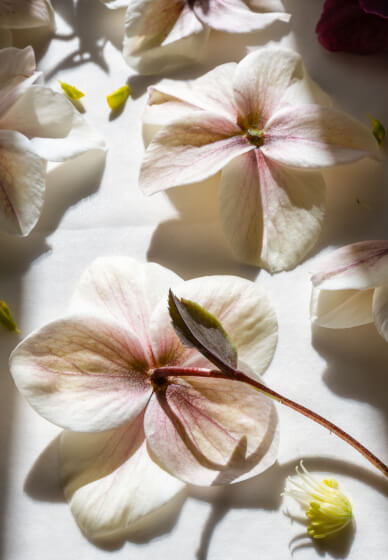 Pressed Flower Workshop – the Art of Flower Preservation