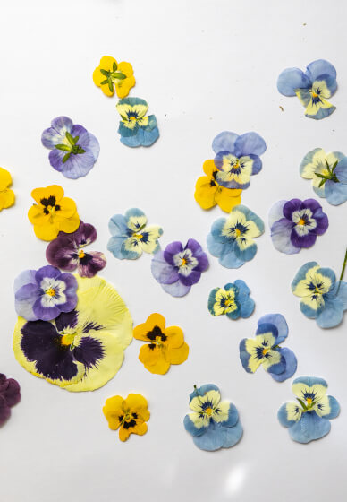 Pressed Flower Workshop – the Art of Flower Preservation