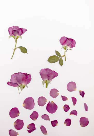 Pressed Flower Workshop – the Art of Flower Preservation